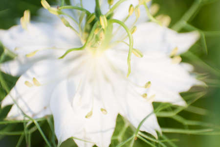 Closeup View of Love-in-the-Mist Flower (Nigella)の写真素材