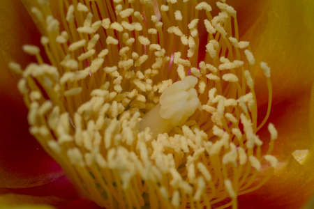 Views of Prickly Pear Cactus Flowersの写真素材