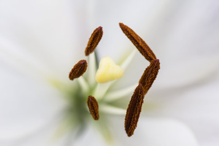 Views of Asiatic Lily Flowers