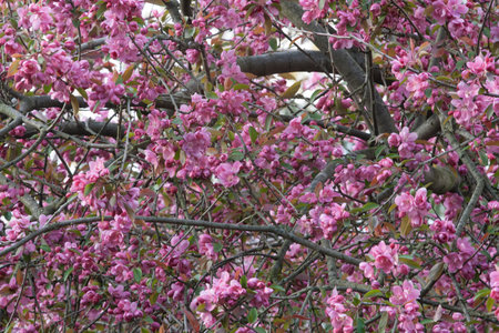 Crabapple Tree in Bloom in Spring