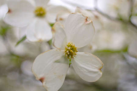 Magnolia Tree Flowersの写真素材