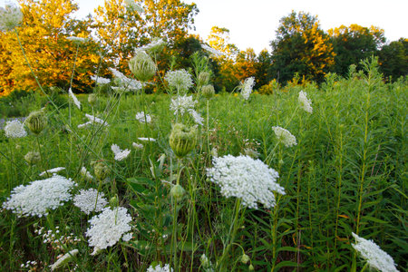 Queen Anne Lace Flowers Outdoors