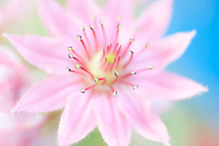 Views of Flowers Blooming in Springの写真素材