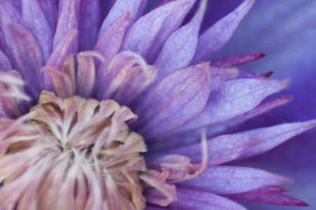 Views of Flowers Blooming in Springの写真素材