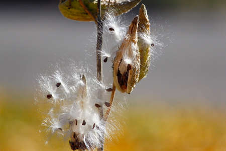 Seeds and seedpods of Milkweedの写真素材