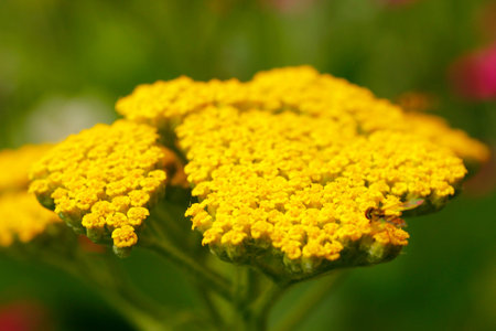 View of a Yellow Yarrow Flowerの写真素材