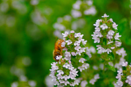 Closeup View of Thyme Flowersの写真素材