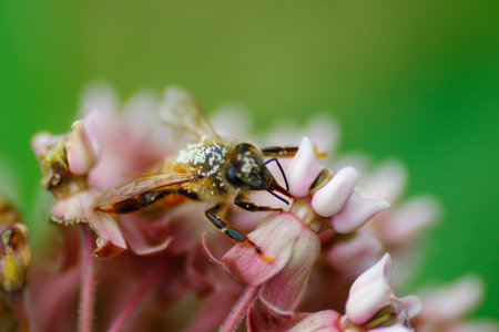 Bee Covered with Pollen Feeding on a Milkweed Flowers
