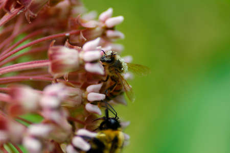 Bee Covered with Pollen Feeding on a Milkweed Flowersの写真素材
