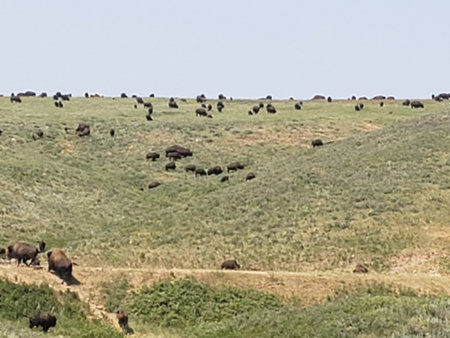 Bison in Summer, Custer State Park, South Dakota