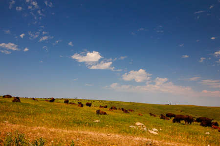 Bison in Summer, Custer State Park, South Dakotaの写真素材