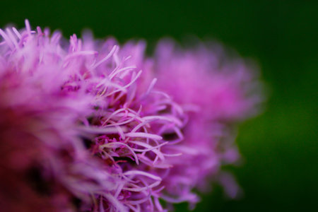 Lavender Colored Liatris Flowers in a Garden