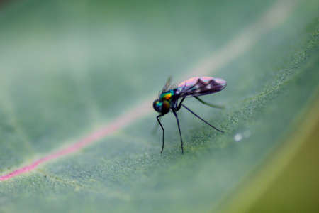Small Metallic Fly on Milkweed Plantの写真素材