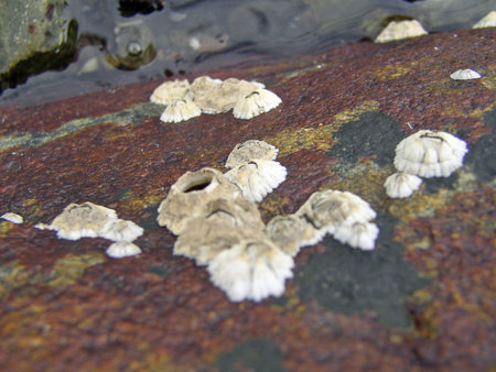 Barnacles on a Rock