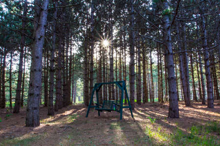 Swing in a Forest with the Sun Shiningの写真素材