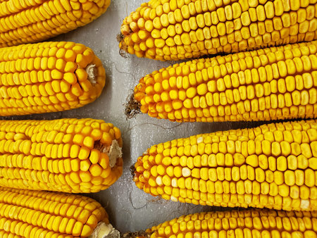 Closeup of Dried Yellow Corn