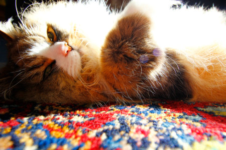 Purebred Ragamuffin Cat Resting in Sunlight in a Room