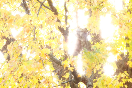 A View of Colorful Leaves in Autumn