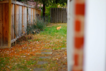 View of an Orange Cat Seen in a Backyard
