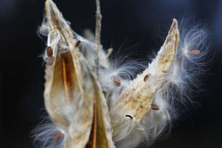 Milkweed Plant Seeds in Autumnの写真素材