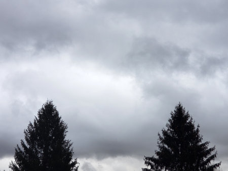 Two evergreen trees pointing towards a cloudy skyの写真素材