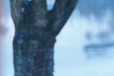 Closeup of a tree in a winter stormの写真素材