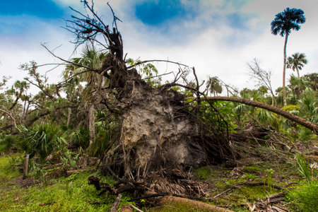 Kissimmee Prairie Preserve State Park, Floridaの素材 [FY310186735103]