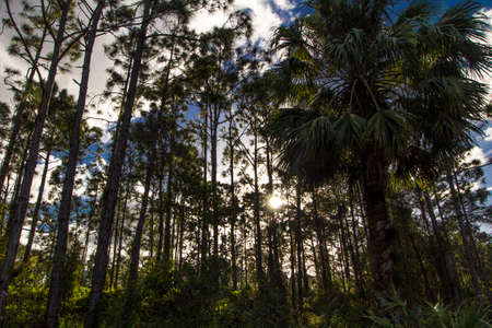 Oxbow eco-center, Fort Pierce, Floridaの写真素材