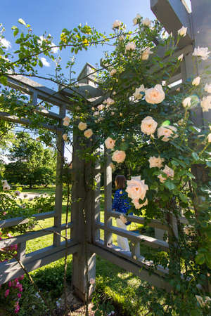 Roses, Inniswood Metro Gardens, Westerville, Ohioの写真素材