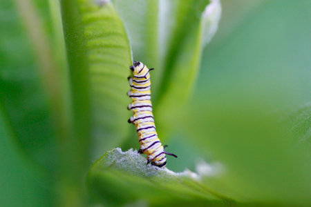 Monarch Caterpillar Feeding on Milkweedの写真素材