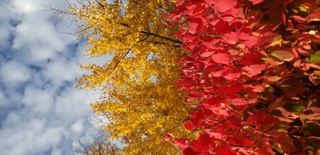 Autumn Red Leaves of a Burning Bush and Yellow Leaves of a Treeの写真素材