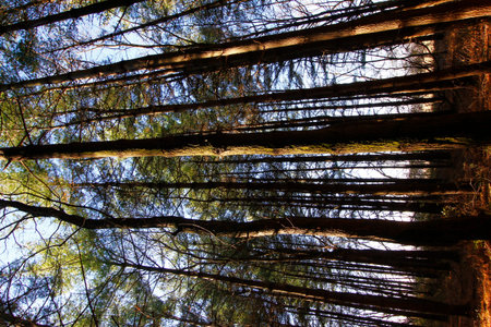 Tall Pines Area, Walnut Woods Metro Park, Groveport, Ohio