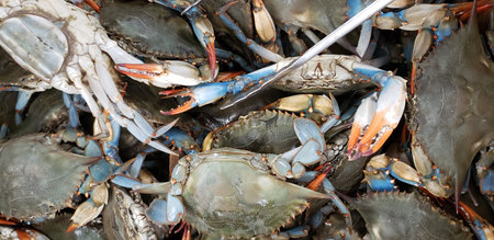 A bin full of blue crabs for sale at a marketの写真素材