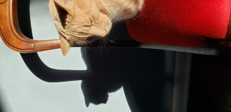 Cream Tabby Cat Sitting on a Red Chair with its Shadow on a Blue Wallの写真素材