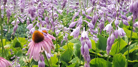 View of Coneflowers and Purple Hasta Flowersの写真素材