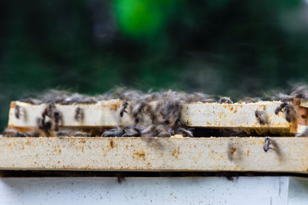 View of Bees Swarming Trays of a Hive