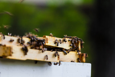 View of Bees Swarming Trays of a Hive