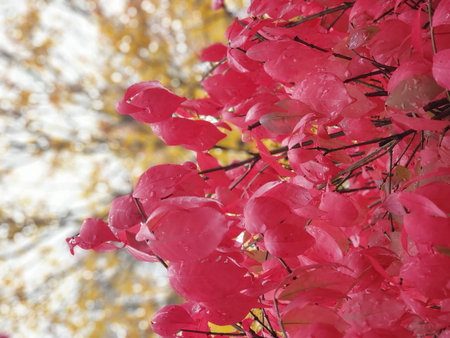 View of a Burning Bush and Golden Tree in Autumn