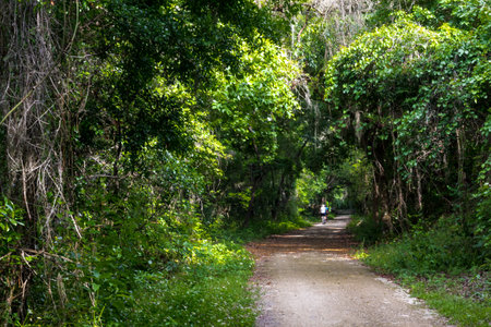 Views Seen from the Lake Apopka Loop Trail, Floridaの写真素材