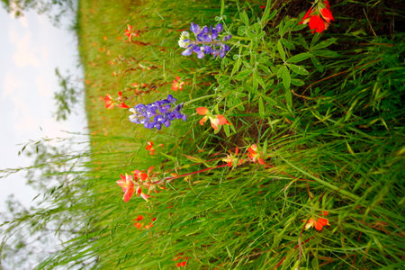 Indian Paintbrush and Bluebonnets, Bluebonnet Park, Ennis, Texasの写真素材