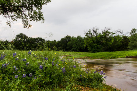 Stream, Bluebonnet Park, Ennis, Texasの写真素材