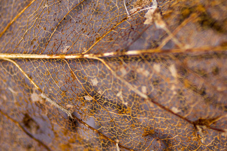 Golden Skeletal Remains of an Old Leaf