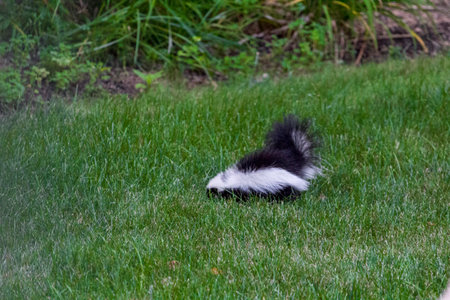 Striped Skunk Rooting for Insects in a Suburban Yardの写真素材