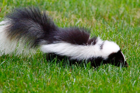 Mephitis Mephitis aka Striped Skunk Rooting for Insects in a Suburban Yardの写真素材