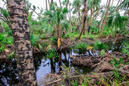 Views at Kissimmee Prairie Preserve State Park, Floridaの写真素材