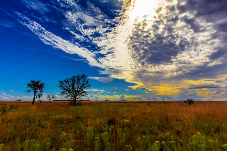 Views at Kissimmee Prairie Preserve State Park, Florida