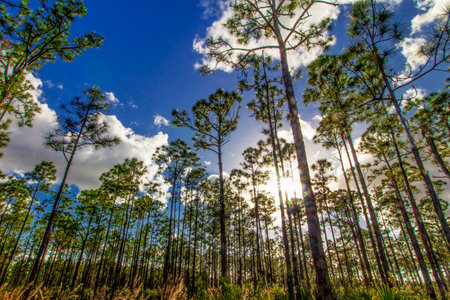 Summer Day at Oxbow Eco-Center and Preserve, Port St. Lucie, Floridaの写真素材