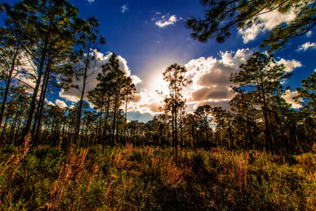 Summer Day at Oxbow Eco-Center and Preserve, Port St. Lucie, Florida
