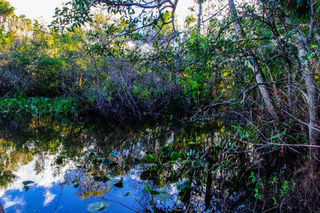 Summer Day at Oxbow Eco-Center and Preserve, Port St. Lucie, Florida