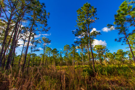 Summer Day at Oxbow Eco-Center and Preserve, Port St. Lucieの写真素材